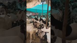 #Kurbaani #Ahmedabad Bakra Mandi #bakramandi #bakraeid #shorts #viral