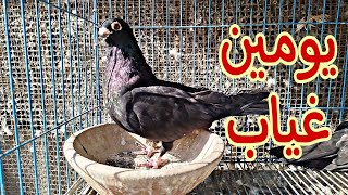 غبت يومين عن الحمام🕊️🔥رجعت لقيت حاجات غريبة ☠️😞#pigeon