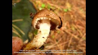 Pholiota lubrica. Champimaginatis. English Text.