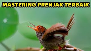 PRENJAK gacor FULL TEMBAKAN !!!! PRENJAK TAMU GACOR | COCOK BUAT MASTERAN & PIKAT PRENJAK TAMU