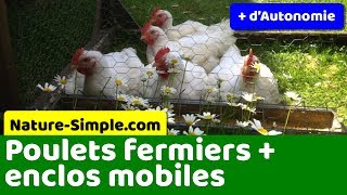 poulet fermier : utiliser un parc ou enclos mobile