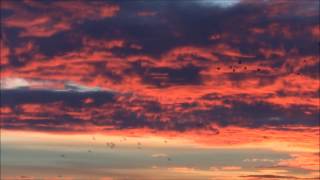 Rêves de Grues cendrées et de Lumières au Lac du Der