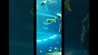 tour on singapore sea aquarium part 1 (there will be part 2)