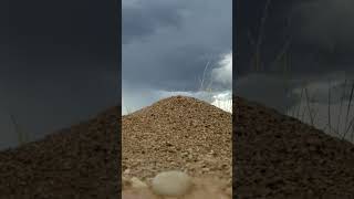 Timelapse of Ants colony . #shorts clouds #timelapse