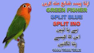 اپنا پیسہ ضائع کرنے سے بچائیں | HOW TO IDENTIFY GREEN FISHER CONFIRM \BLUE \INO | AA BIRDS INFO