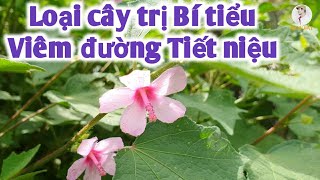 Bài thuốc trị bí tiểu, viêm đường tiết niệu, viêm thận phù thũng. PHAN HẢI Vlog.