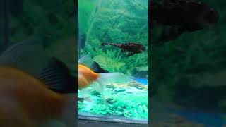 #aquariumfish #fishing #fancy #Aquarium Fishes #youtubeshorts #shorts #ytshort #fish