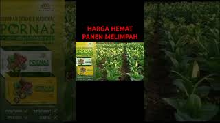 Harga Hemat panen tetap melimpah..