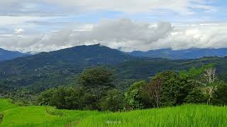 Toraja yang selalu di rindukan