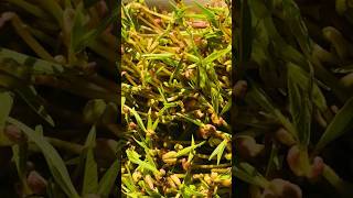 #shorts #microgreens #viral #song #music #malayalam #recipe #diet #dietplan #weightloss