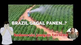 Brazil gagal panen Petani Indonesia jangan terlena #coffee #kopi #kopirobusta