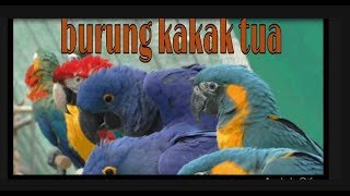 Lagu anak | burung kakak tua