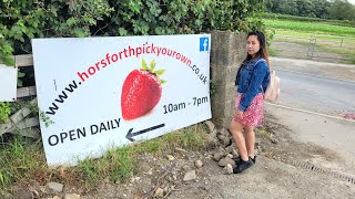 Pick your own strawberry