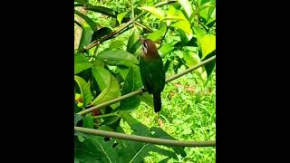 White-cheeked Barbet #birdsounds #birds