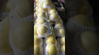 KEREEN! KUNING HALUS JUAL BUAH PIR CENTURY HARGA RP 250 RIBU AN PER DUS DI BALARAJA TANGERANG!!