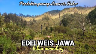 Pendakian Gunung Lawu Via Babar || Edelweis Jawa Bikin Mrinding @lonewolfindonesia