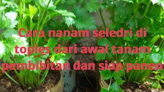 cara nanam seledri di toples dari awal tanam  dan siap panen