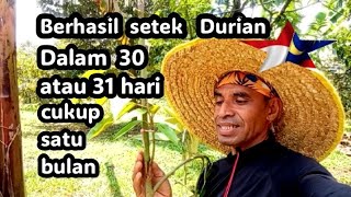 setek Pohon Durian berhasil dalam 30 hari atau 31 hari  cukup satu bulan