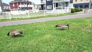 Geese - Outardes à Valleyfield, QC, Canada, 21 mai 2021