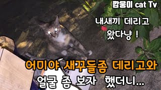 새끼고양이 데리고 오라고했더니 정말로 데리고 온 어미고양이