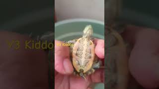 Bayi Kura Kura #pets #turtle #kurakura