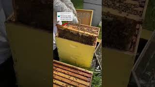 How do we make sure the bees have honey?