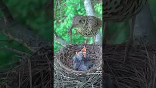 mother love from a bird