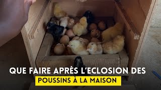 Que faire les premiers heures après l’éclosion des poussins à la ferme