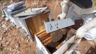 ARILARA PETEK VERME#mart ayinda zayif arilarin durumu#ari bakimi#kovan düzeni#aricilik#beekeeping