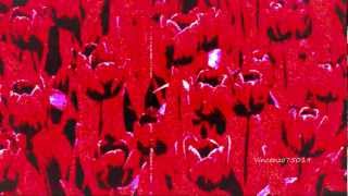 Light Red (Original Mix) TULIPACOLOR 01 / RED