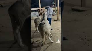 أضخم نعجات 🐑