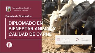 Diplomado en Bienestar Animal y Calidad de Carnes