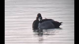 Ringand/ Ring-necked Duck