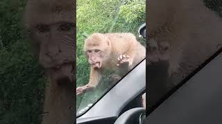 monkey attack #funny #viral #lovetravelling #reels#sevokeroad