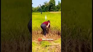 #SHORTS Viral Cewek Cantik Panen PadivDi Sawah