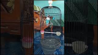 Bunyi love bird lanjut isian kenari #burung #kerang #kerangtriton #kicaumanianusantara #kicaumania