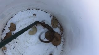 Alligator lizard vs earthworm