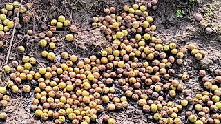 लगातार मौसम खराब रहने के कारण आंवले जमीन पर गिरकर खराब हो गए😔