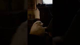 American Eskimo Dog has dance moves