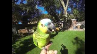 Amazon Parrots Eat Whole Walnuts First Time Outside - MUST SEE Crazy Cool !!!