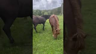 Андреевка Хасанский район приморский край