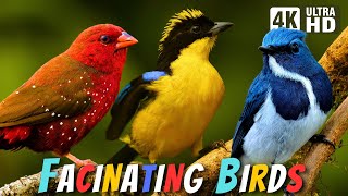 Most Fascinating Birds | Relaxing Nature | Stress & Anxiety Relief | Birds Chirps | Avian Marvels