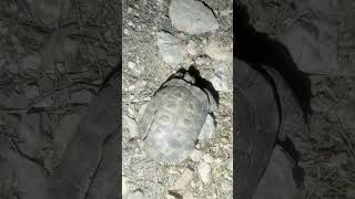 DESERT TORTOISE CRUSHED INSIDE MINE BY TOMMY KNOCKER WARNING VERY 😭