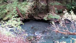 Pink Salmon Spawning Run on the Dungeness River