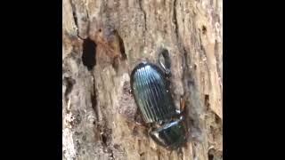 Hardwood Stump Borer Beetle