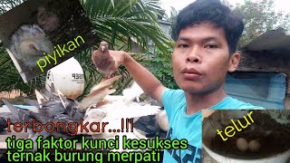 Tips Sukses Ternak Burung Merpati Di Jamin Manjur