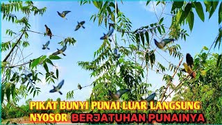 MULUT BURUNG PUNAI DI PAGI YANG CERAH‼️POIN PUN BERJATUHAN DI TAJUR TOOP PUNAI‼️