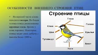 Птицы  Общие признаки птиц  Особенности внешнего строения птиц биология 8 кл