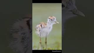 Childhood is best 👶#birds#wildlife#indianbirds#nature@mininature241