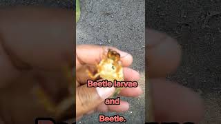 Beetle larvae and Beetle#shorts#Beetle#insects.